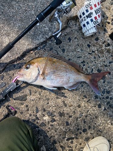 タイの釣果