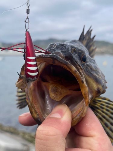 タケノコメバルの釣果