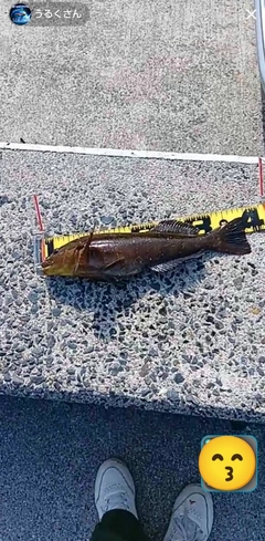 アイナメの釣果