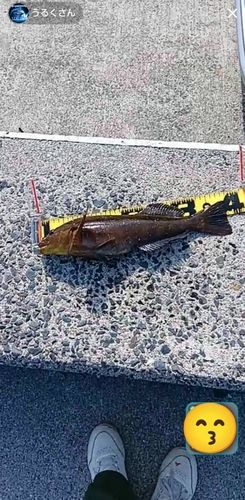 アイナメの釣果