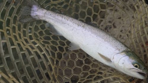 トラウトの釣果
