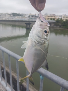 メッキの釣果