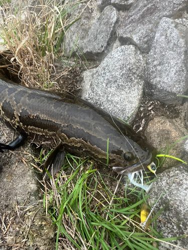 タイワンドジョウの釣果
