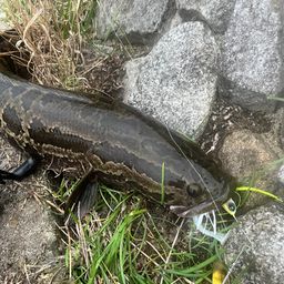 タイワンドジョウ