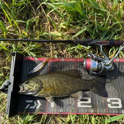 スモールマウスバス