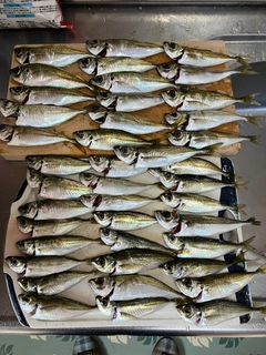 マアジの釣果