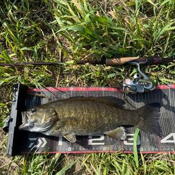 スモールマウスバス