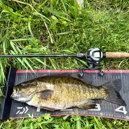 スモールマウスバス