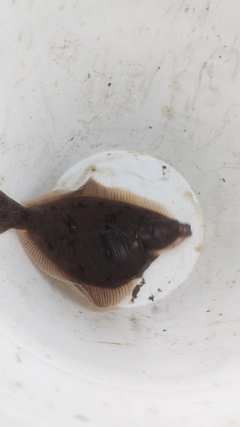 マガレイの釣果