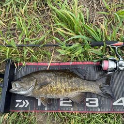 スモールマウスバス