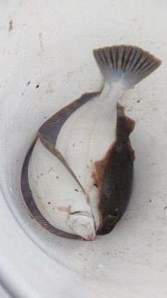 マガレイの釣果