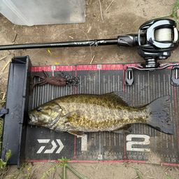 スモールマウスバス