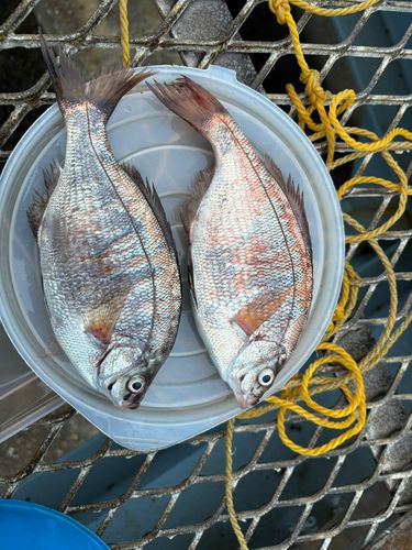 ウミタナゴの釣果