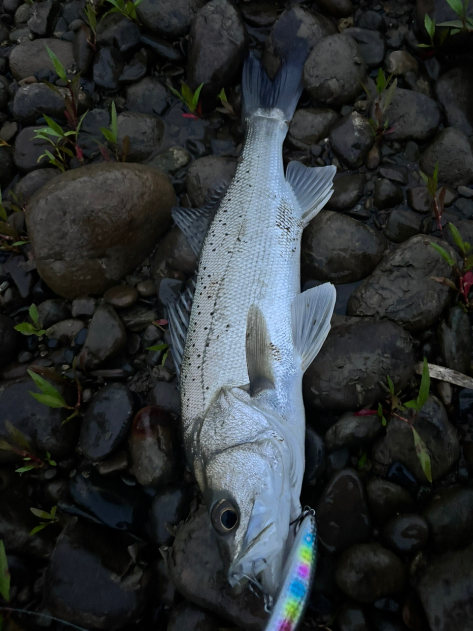 SHIMANO 23ディアルーナ S96Mの最安値・インプレ・釣果 | 本音の