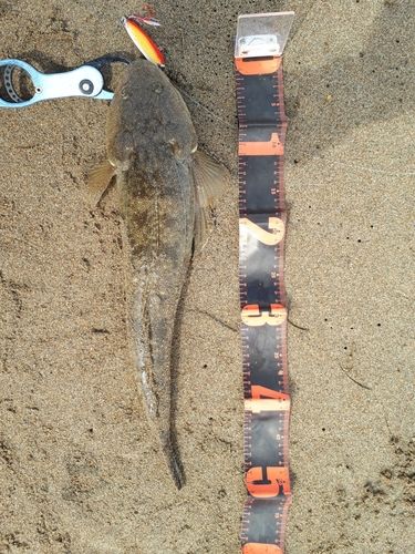 マゴチの釣果