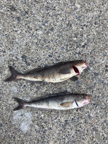 ホッケの釣果