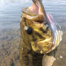 スモールマウスバス