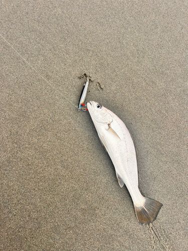 ニベの釣果