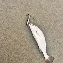 ニベ