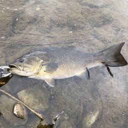 スモールマウスバス