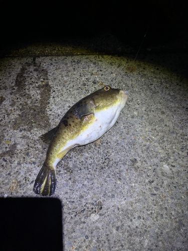 クサフグの釣果