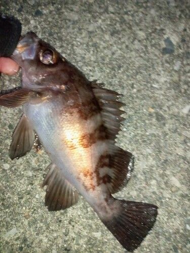 メバルの釣果