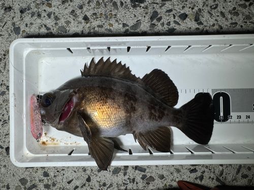 メバルの釣果