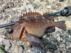 ガヤの釣果