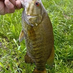 スモールマウスバス