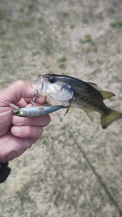 ラージマウスバスの釣果