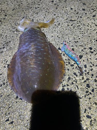 アオリイカの釣果
