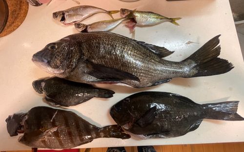 クロダイの釣果