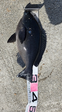 メジナの釣果