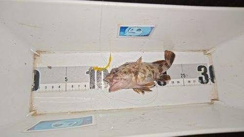 ガシラの釣果