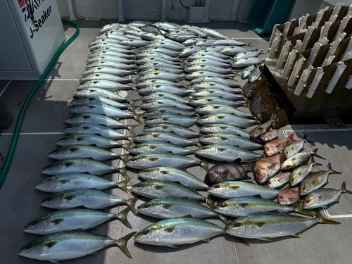 ヒラマサの釣果