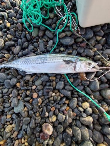 サゴシの釣果