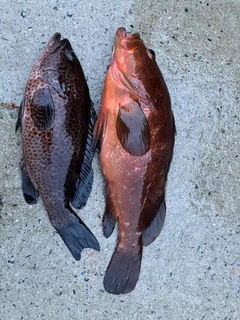 アコウの釣果