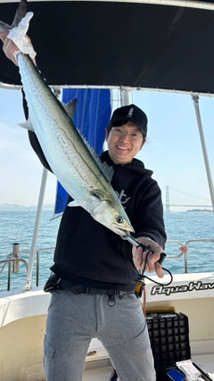サワラの釣果