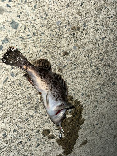 シロメバルの釣果