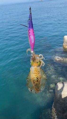 アオリイカの釣果