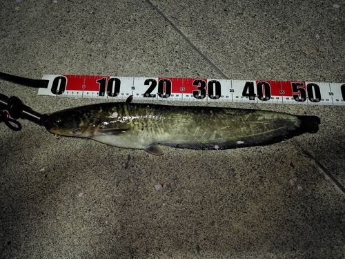 ナマズの釣果
