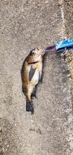 メバルの釣果