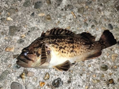 クロソイの釣果