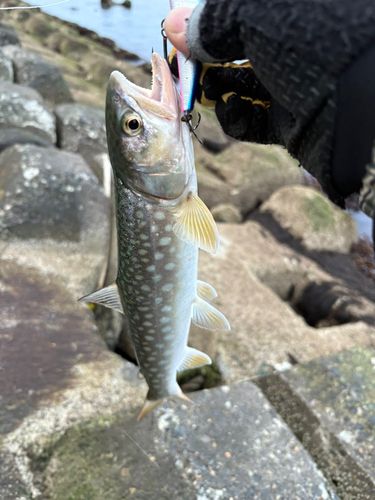 アメマスの釣果
