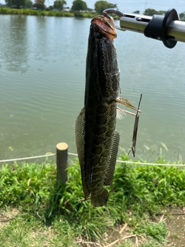 ライギョの釣果