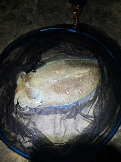 マアジの釣果