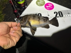 シロメバルの釣果