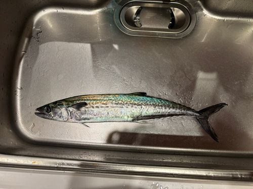 サゴシの釣果