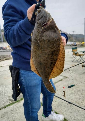 マコガレイの釣果