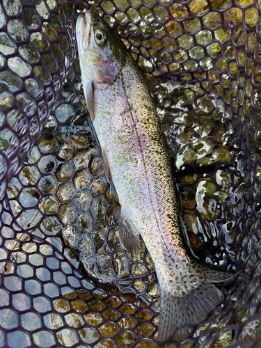 ニジマスの釣果